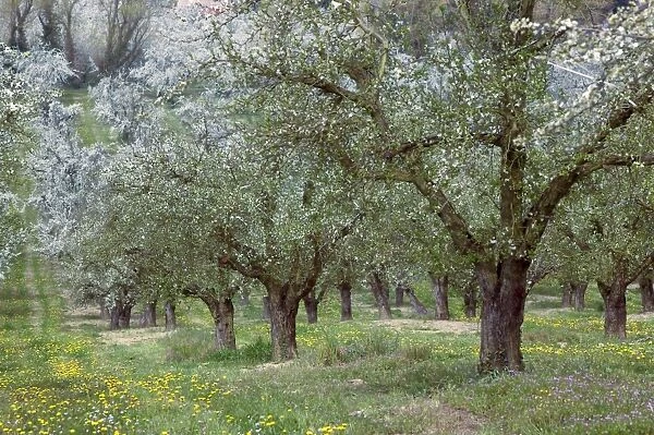 Orchard Rows of trees France