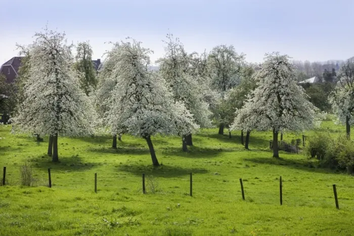 Framed Print : Orchard - in spring blossom Framed Print : Orchard - in spring blossom