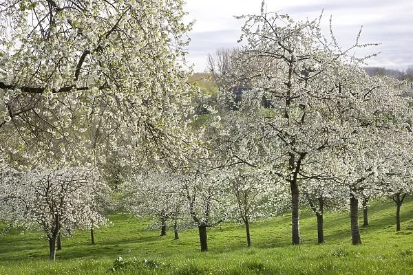 Orchard - in spring blossom
