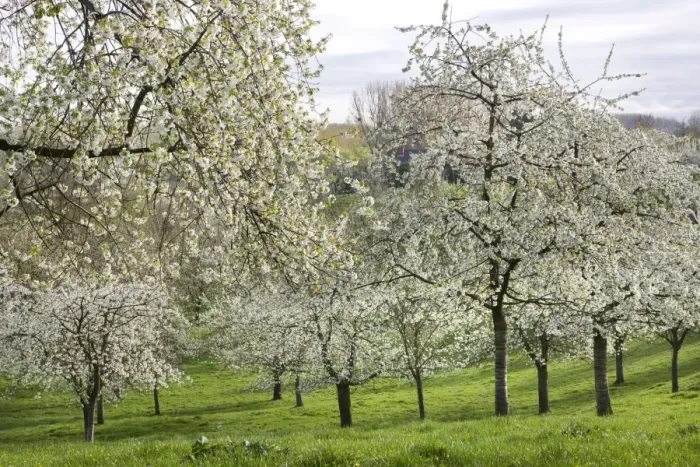 Framed Print : Orchard - in spring blossom Framed Print : Orchard - in spring blossom