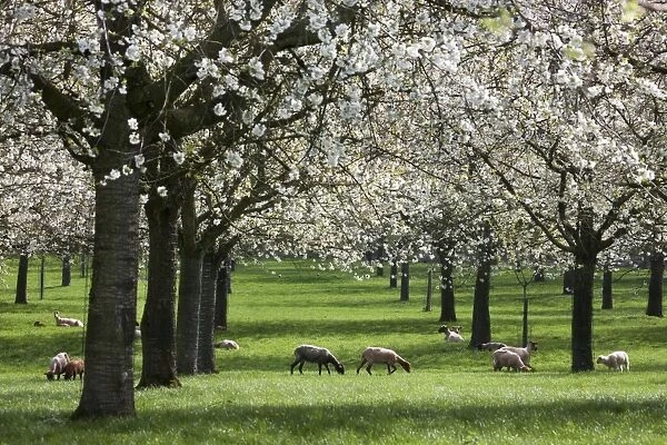 Orchard - in spring blossom - with Sheep feeding beneath