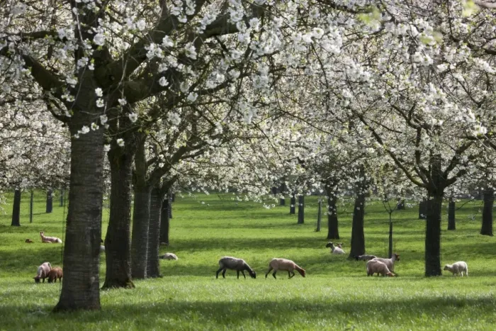 Framed Print : Orchard - in spring blossom - with Sheep feeding beneath