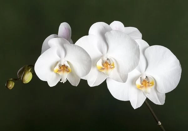 Orchid - Asia