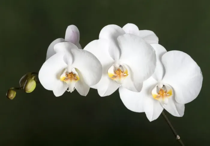 Framed Print : Orchid - Asia Framed Print : Orchid - Asia