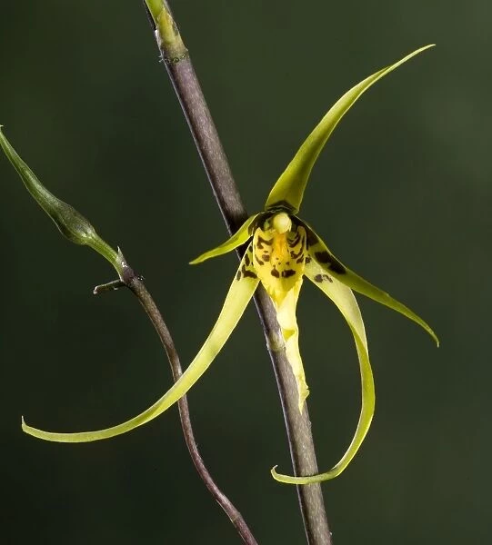 Orchid - Brassia Orchid - Tropical america