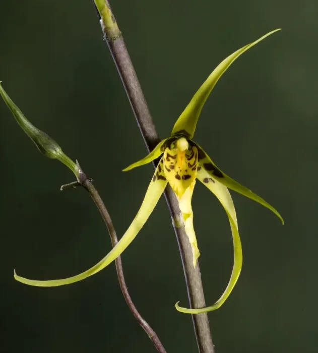 Framed Print : Orchid - Brassia Orchid - Tropical america Framed Print : Orchid - Brassia Orchid - Tropical america