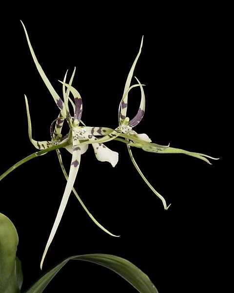 Orchid - Brassia - Tropical america
