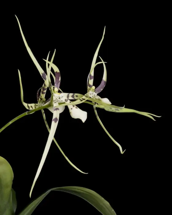 Framed Print : Orchid - Brassia - Tropical america Framed Print : Orchid - Brassia - Tropical america