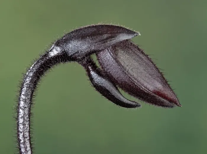 Framed Print : Orchid - bud - Paphiopedilum Black Jack - Tropical Asia Framed Print : Orchid - bud - Paphiopedilum Black Jack - Tropical Asia