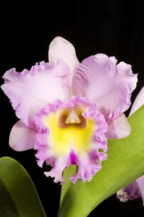 Framed Print : Orchid - Cattleya - Central and south America Framed Print : Orchid - Cattleya - Central and south America