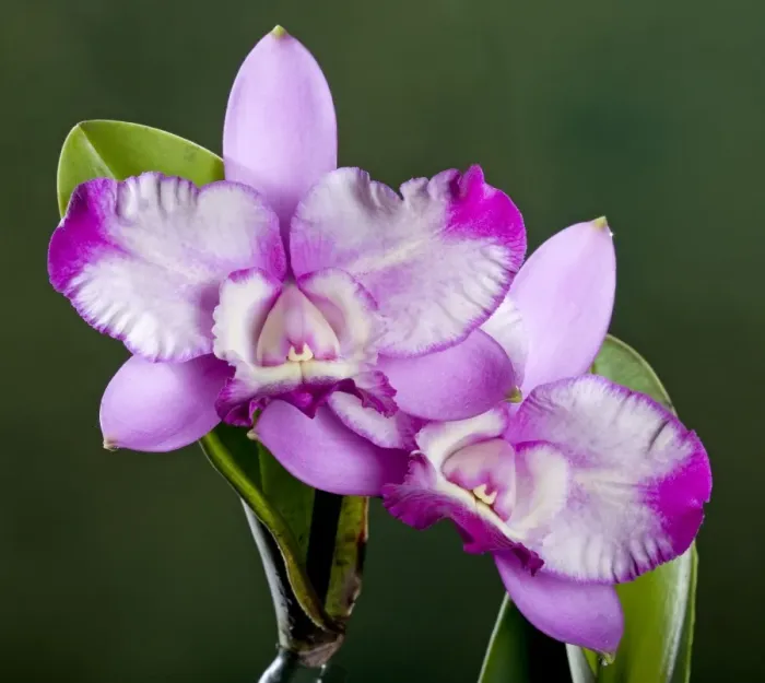Framed Print : Orchid - Cattleya - Central and South America Framed Print : Orchid - Cattleya - Central and South America