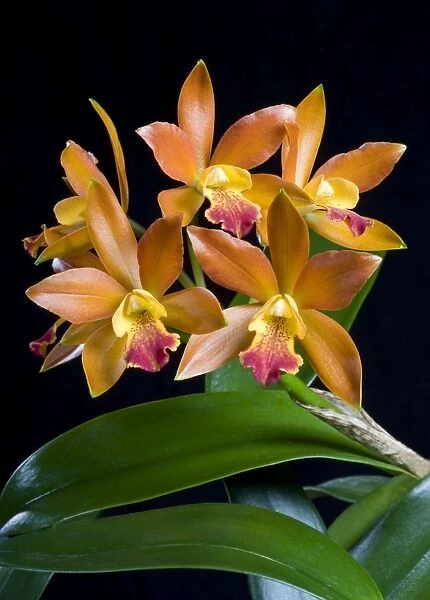 Orchid - Cattleya. Orchid. Central and south America