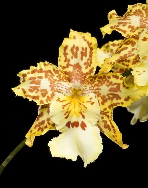 Orchid - Colmanara Wild Cat Orchid - South America