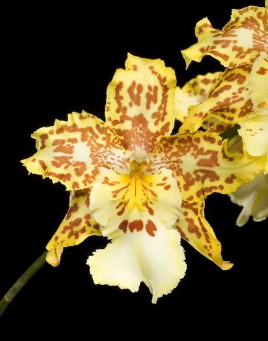 Framed Print : Orchid - Colmanara Wild Cat Orchid - South America Framed Print : Orchid - Colmanara Wild Cat Orchid - South America