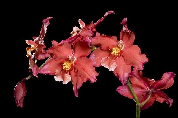Orchid - Colmanara Wild Cat Zoes Fire Orchid - South America