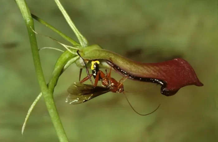 Framed Print : Orchid dupe wasp - male lured by a false wasp-mating scent from an orchid (Cryptostylis subulata), mates with it Framed Print : Orchid dupe wasp - male lured by a false wasp-mating scent from an orchid (Cryptostylis subulata), mates with it