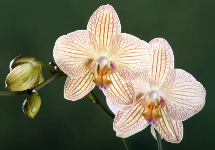 Framed Print : Orchid - Malibu Bistrot - Asia Framed Print : Orchid - Malibu Bistrot - Asia