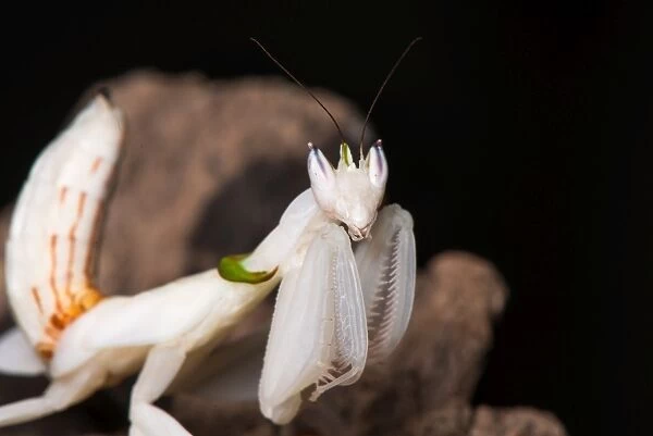 Orchid mantis - mature female - Taken under controlled