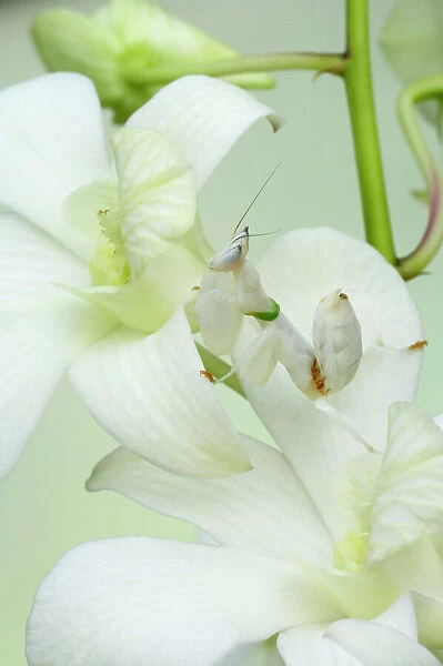 Orchid Mantis - On orchid showing camouflage Hymenopus coronatus IN000632