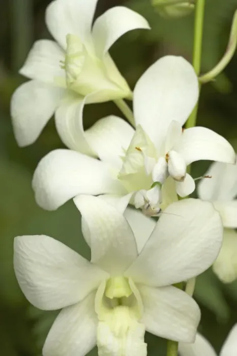 Framed Print : Orchid Mantis - On orchid showing camouflage Hymenopus coronatus IN000621 Framed Print : Orchid Mantis - On orchid showing camouflage Hymenopus coronatus IN000621