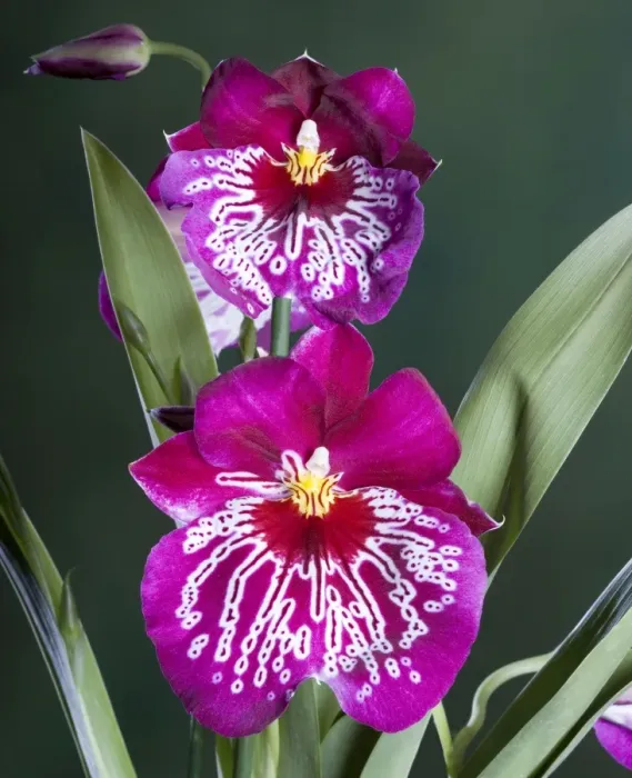 Framed Print : Orchid - Miltoniopsis Rubis falls - South America
