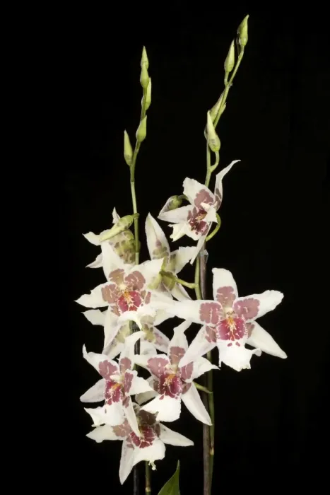Framed Print : Orchid - Odontoglossum Tahoma - South America Framed Print : Orchid - Odontoglossum Tahoma - South America