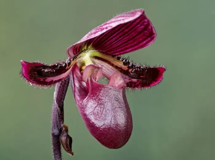 Framed Print : Orchid - Paphiopedilum Black Jack - Tropical Asia