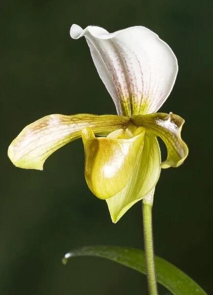 Orchid - Paphiopedilum Insigne. Tropical Asia