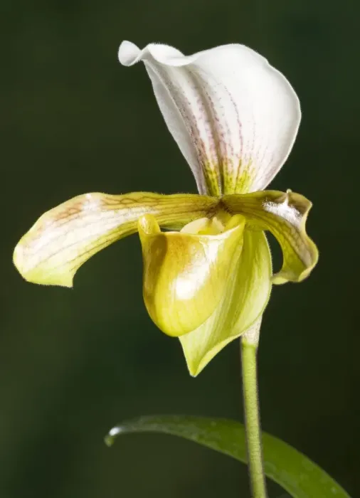 Framed Print : Orchid - Paphiopedilum Insigne. Tropical Asia Framed Print : Orchid - Paphiopedilum Insigne. Tropical Asia