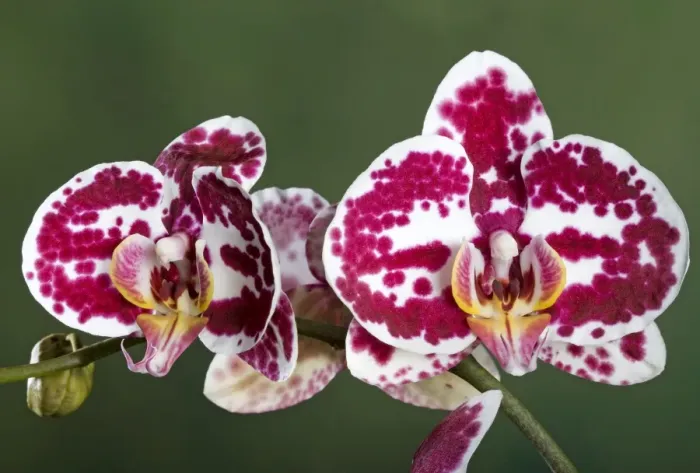 Framed Print : Orchid - Phalaenopsis Elegant Julia Orchid - Asia Framed Print : Orchid - Phalaenopsis Elegant Julia Orchid - Asia