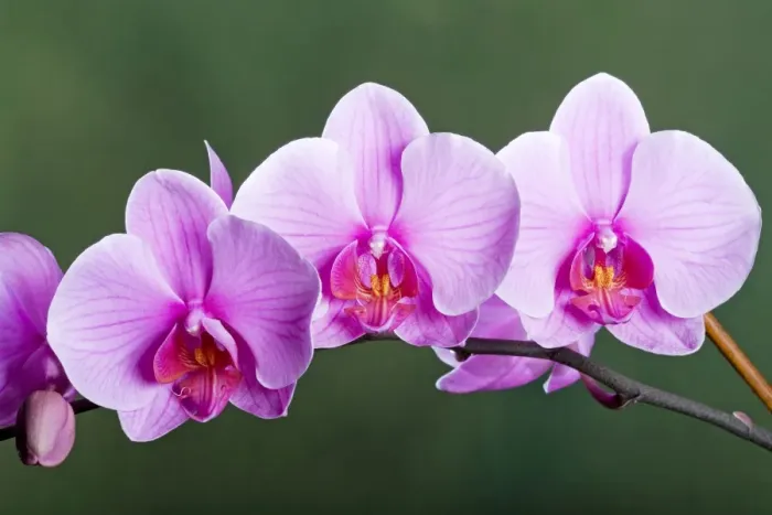 Framed Print : Orchid - Phalaenopsis Sacramento - Asia Framed Print : Orchid - Phalaenopsis Sacramento - Asia