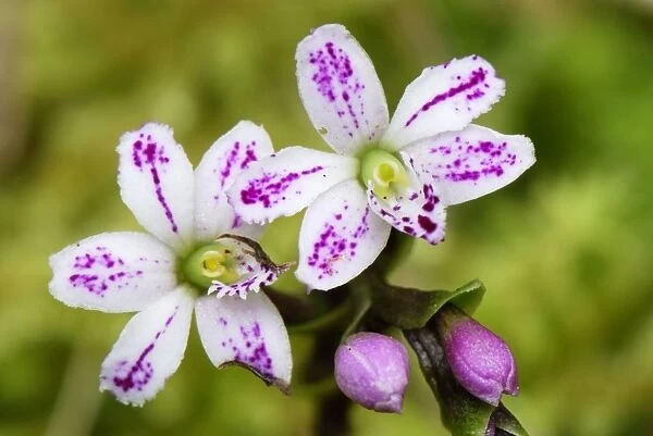 Orchid - Purace Nationalpark - Departamento Cauca - Colombia