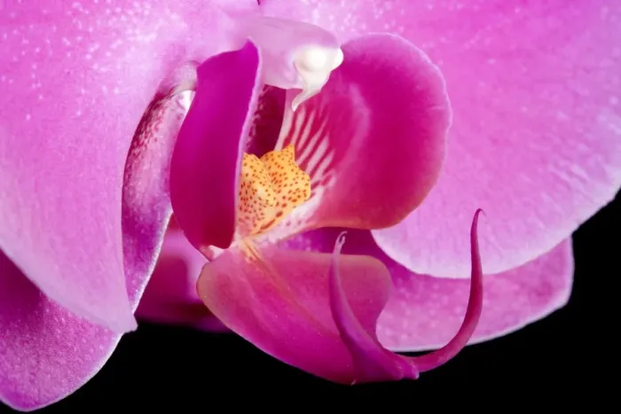 Framed Print : Orchid - Valentine - Asia Framed Print : Orchid - Valentine - Asia