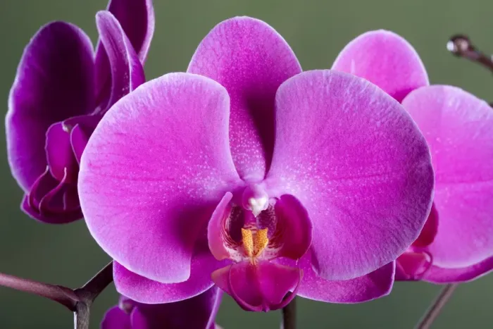 Framed Print : Orchid - Valentine - Asia Framed Print : Orchid - Valentine - Asia