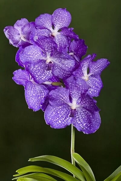 Orchid - Vanda Blue Magic Orchid - Asia - Australia