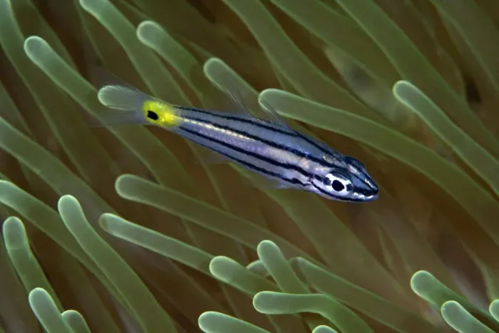 Framed Print : Orchre-striped Cardinalfish - Indonesia Framed Print : Orchre-striped Cardinalfish - Indonesia