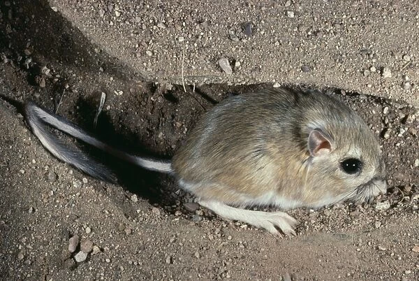 Ord's Kangaroo Rat - in burrow Arizona, USA