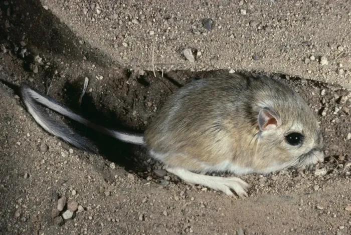 Framed Print : Ord's Kangaroo Rat - in burrow Arizona, USA Framed Print : Ord's Kangaroo Rat - in burrow Arizona, USA