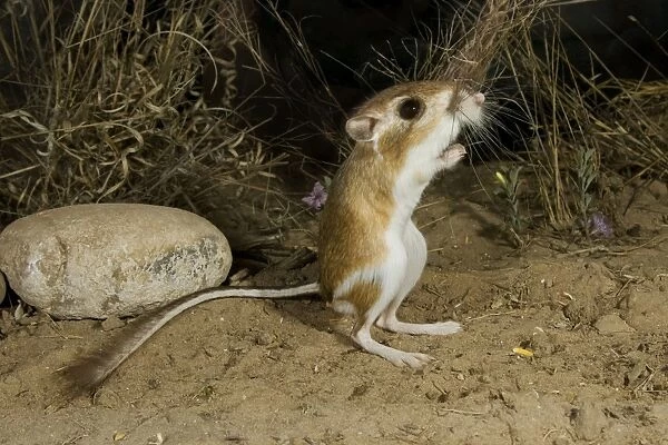 Ord's Kangaroo Rat South Texas in March