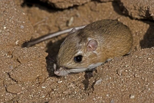Ord's Kangeroo Rat - Habitat is sandy waste areas-sand dunes-sometimes hard packed soil - Spends days in deep burrows in the sand which it plugs to maintain stable temperature and humidity - Extra holes serve as escape hatches. - Arizona, USA