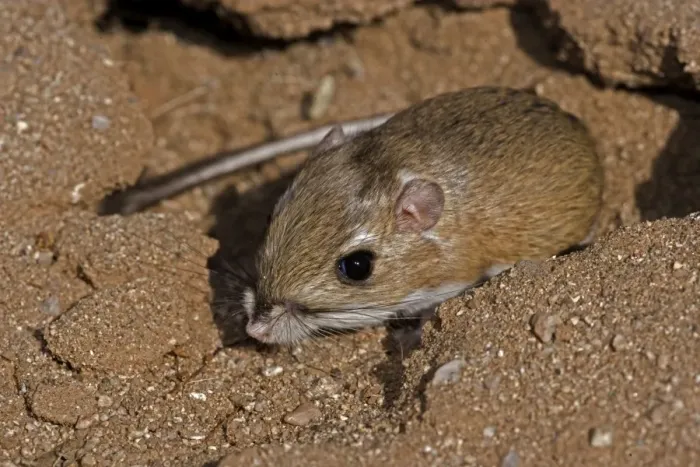 Framed Print : Ord's Kangeroo Rat - Habitat is sandy waste areas-sand dunes-sometimes hard packed soil - Spends days in deep burrows in the sand which it plugs to maintain stable temperature and humidity - Extra holes serve as escape hatches. - Arizona, USA