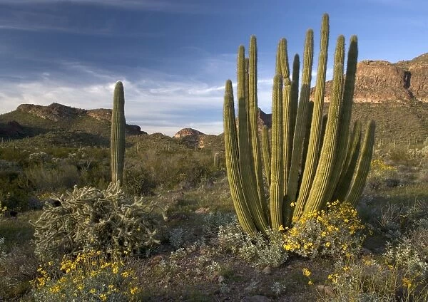 Organ Pipe Cactus - with bristle-bush & Opuntias. Organ Pipes National Monument, USA