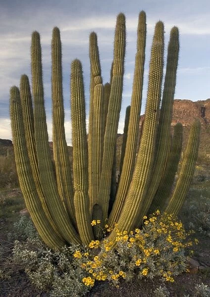 Organ pipe cactus, with brittle bush in flower (Encelia farinosa). Organ pipe cactus National Monument. Spring in El Nino year. Sonoran desert on Mexican border