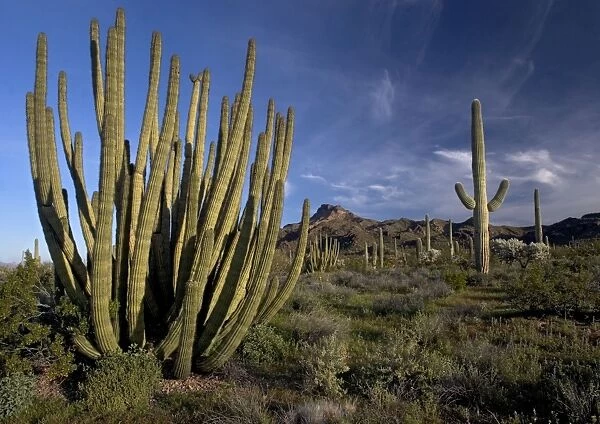 Organ Pipe Cactus - with brittle bush, Opuntias etc. Also known as Cereus. Organ Pipes National Monument, USA