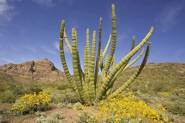 Organ Pipe Cactus. Organ Pipe Cactus National Monument, Arizona, USA