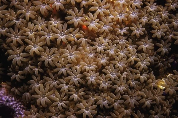 Organ Pipe Coral Indo Pacific