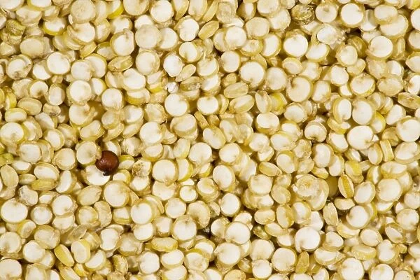 Organic Quinoa, Chenopodium quinoa, grains; nutritious food grain, from Ecuador