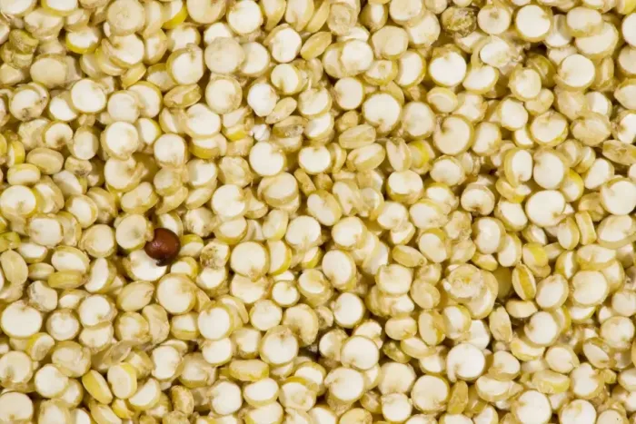 Framed Print : Organic Quinoa, Chenopodium quinoa, grains; nutritious food grain, from Ecuador