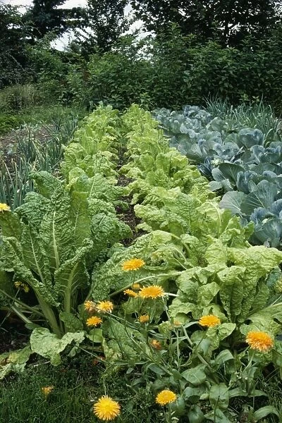 Organic Vegetable Garden With Marigolds as companion planting