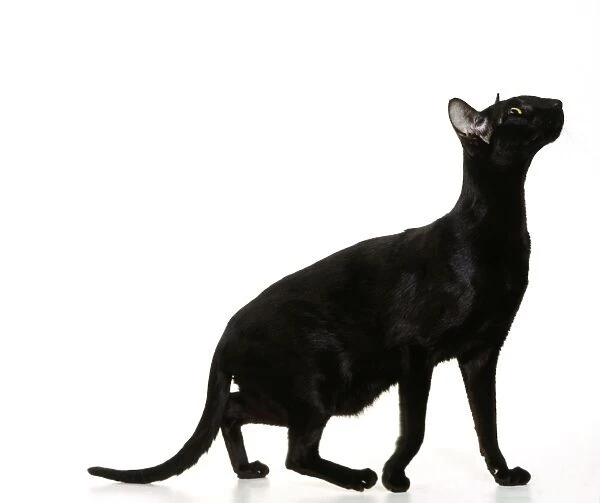 Oriental Black Cat JD 14542 © John Daniels  /  ARDEA LONDON
